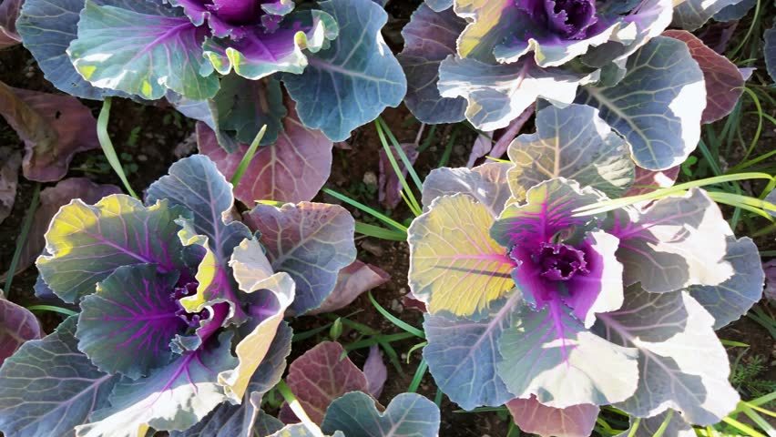 Top down view of purple and green decorative kale leaves growing in garden bed.