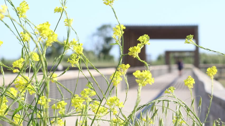 Elderly man walks towards Yellow wildflowers swaying in the wind over a boardwalk