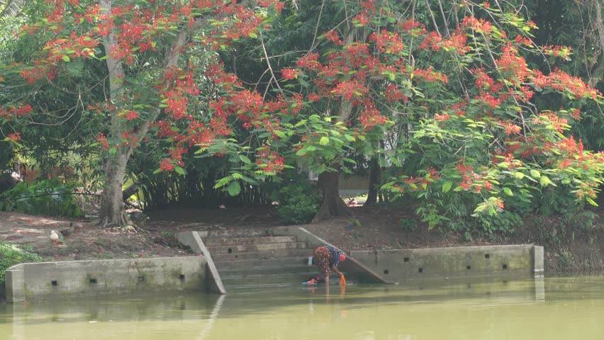 Person Washing Clothes by Riverside Beneath Orange Flowering Trees