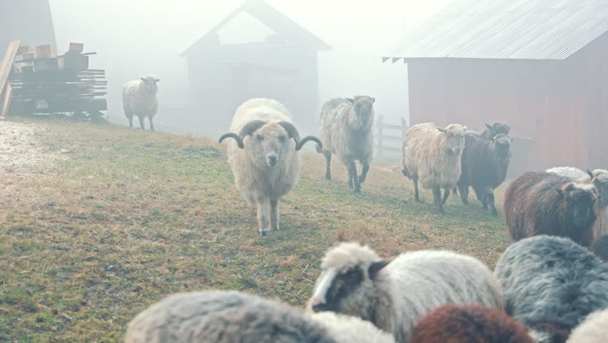 Horned ram watching from a woolly sheep flock on a misty hillside, close video frame with grazing animals, wet grass, soft rural fog and farm mood