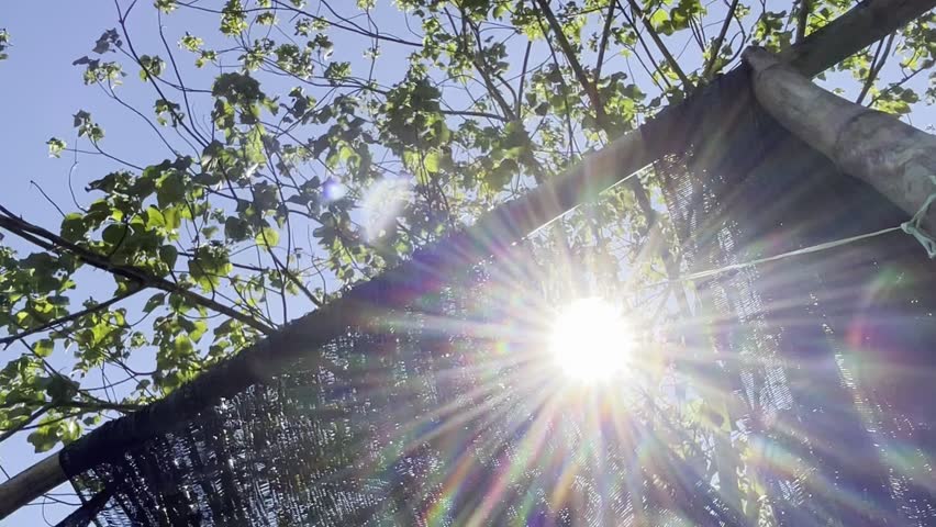 Golden sun rays on bright sunny day.