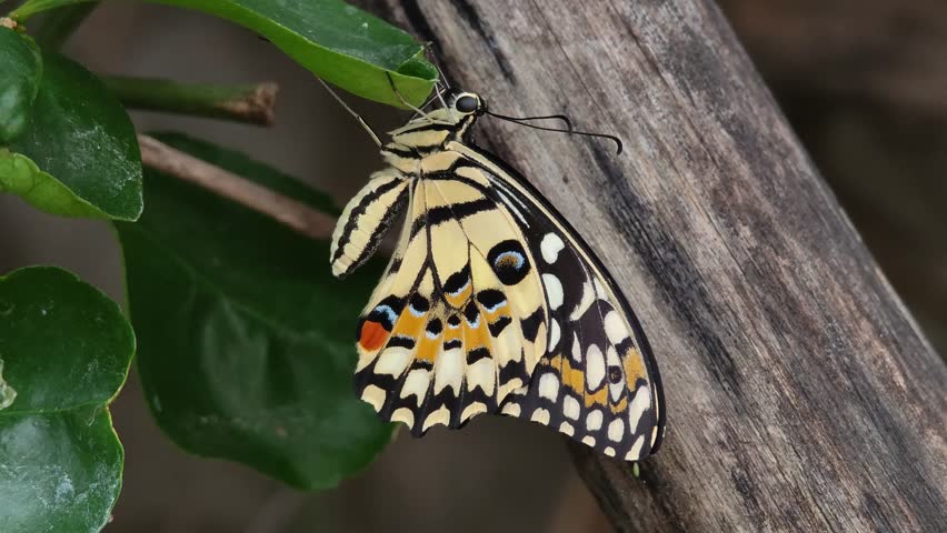 A butterfly perched on a leaf.