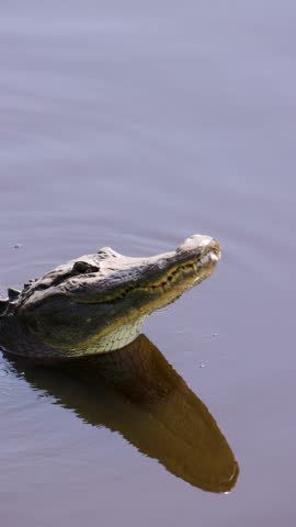 American Alligator Doing a Head Slap Territorial Display During Breeding Season