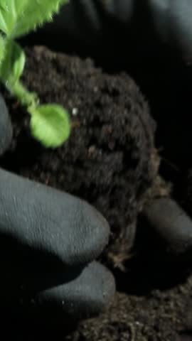 Healthy bright green seedling with multiple serrated leaves and fresh water droplets is carefully placed by hand into dark fertile soil in close-up garden planting scene
