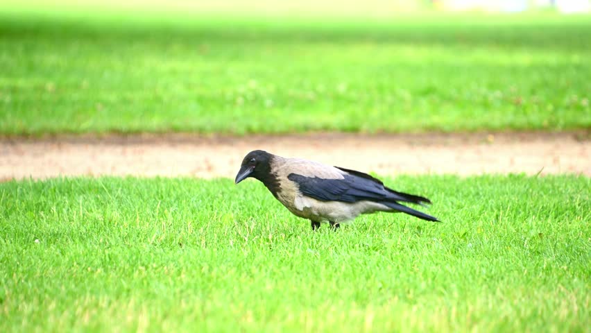 Hooded crow pecking and walking on grassy park lawn during daytime.