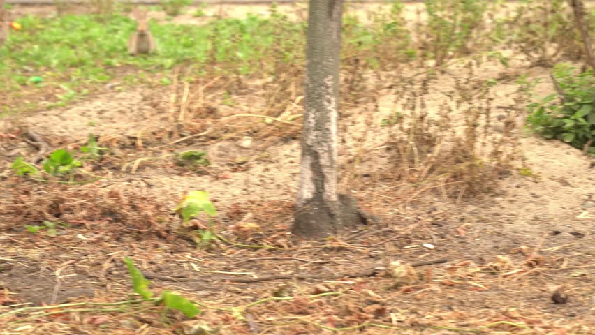 Wild Rabbit Running Across Summer Meadow