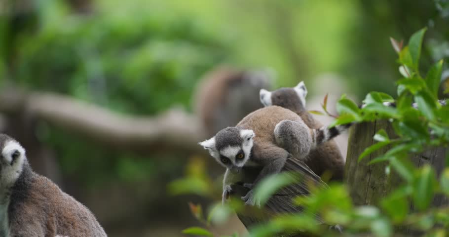 Cute baby ring-tailed lemur clinging to mother back among lemur troop in slow motion close-up amid green leaves at Jeju Flower Bird Park Hwajoowon in South Korea
