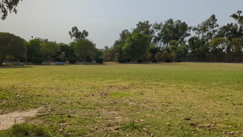 Sunlit park meadow with trees