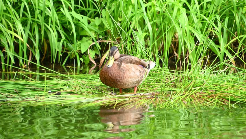 Mallard duck preening on grassy pond bank with water reflection.