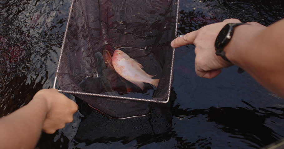 Couple adjusting net at water surface, responding to fish flopping and preparing to lift fish. Fishing, anglers, dusk, lake, teamwork, reflections, silhouettes
