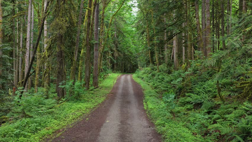 Scenic Dirt Road Winding Through a Lush Green Forest in British Columbia, Canada