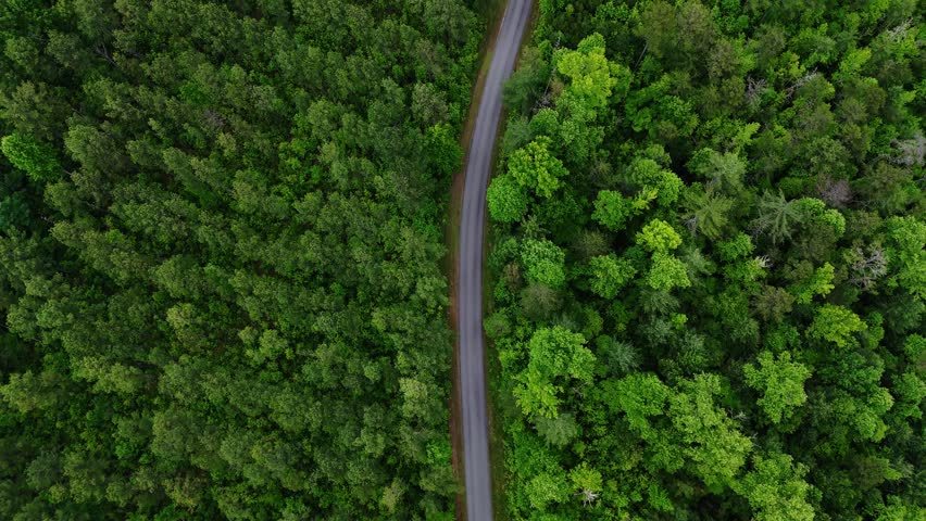 4K aerial shot looking straight down at a winding road surrounded by lush dense forest in South Carolina, United States of America.