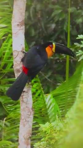 Vertical shot of wild channel-billed toucan ramphastos vitellinus in the atlantic forest