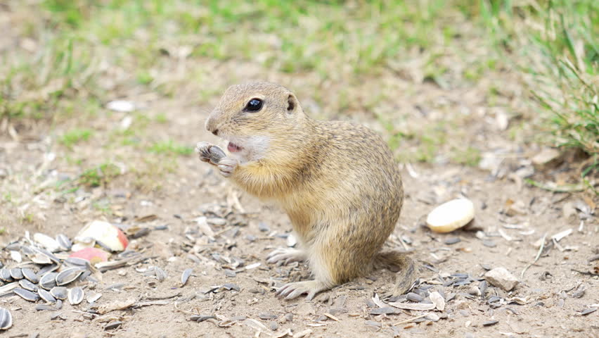 Cute European Ground Squirrel Eating Seeds in Slow Motion 4K