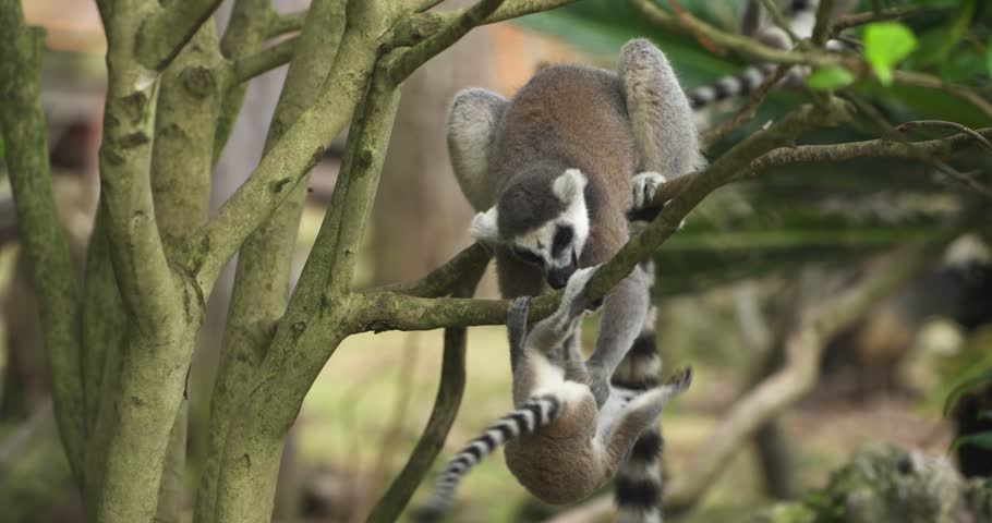 Young and adult Ring-tailed lemurs climbing and playing among tree branches in lush nature at Jeju Flower Bird Park Hwajoowon in South Korea