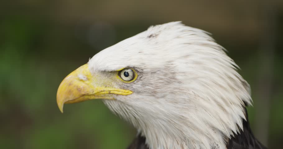 Macro close-up of bald eagle head staring at camera and turning with crisp white feathers and yellow hooked beak against dark green background at Jeju Flower Bird Park Hwajoowon Korea