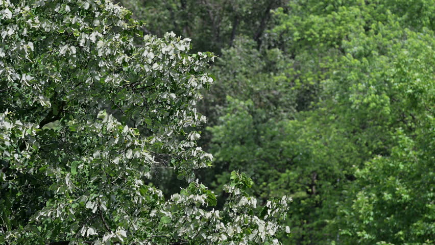 A close view of silver-leaved white poplar branches swaying gently in a vibrant green forest in the countryside of Hungary.