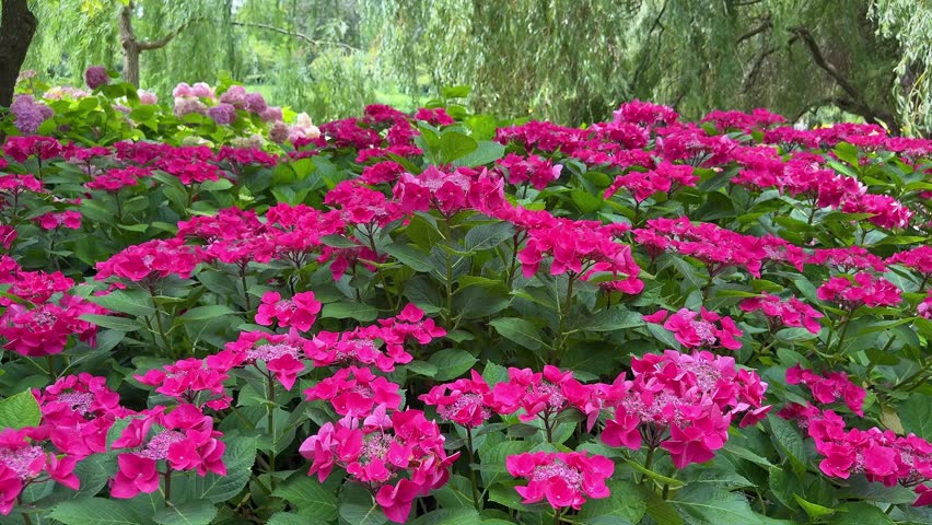 Beautiful red hydrangea flowers blooming with green leaves