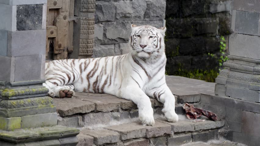 White Tiger Laying Down and Stretching on Stone Temple Ledge inside Pairi Daiza Zoo Belgium Handheld