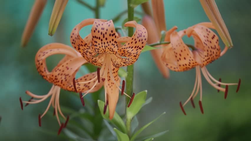 Closeup of tiger lilies or Lilium lancifolium at night

