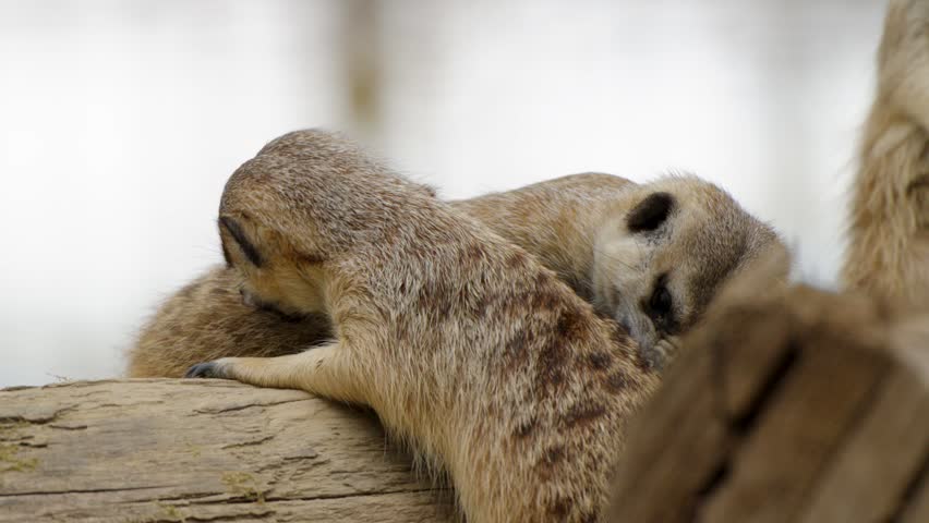 Meerkats Social Interaction Closeup View of Group Grooming and Lick Behavior on Log