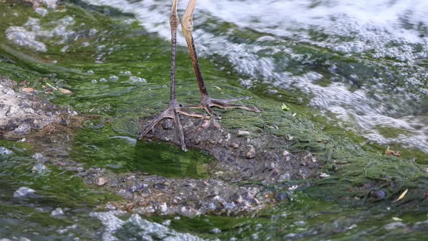 Close-Up of Great Blue Heron Legs While Wading