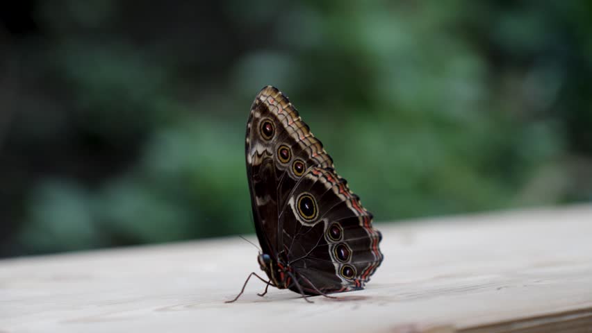 Blue morpho butterfly perched on wooden railing, wings closed, lush green background, Belgium zoo.