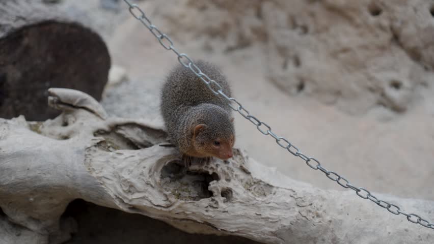 Tiny dwarf mongoose explores weathered driftwood, zoo enclosure, Belgium.