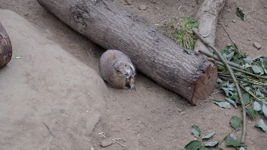 Prairie dog moves beside fallen log in sandy zoo habitat, Brugelette, Belgium.