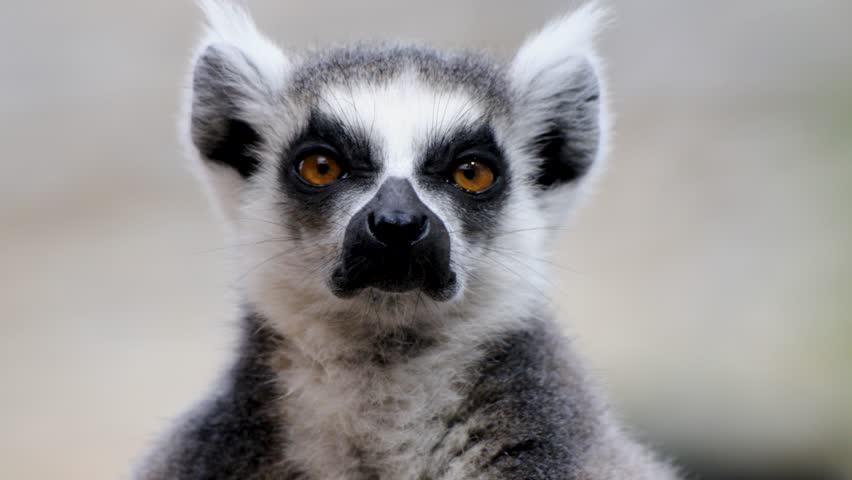 Slow motion shot Ringtailed lemur stares to camera while baby Lemur climbs to her back, soft blurred background, zoo enclosure.