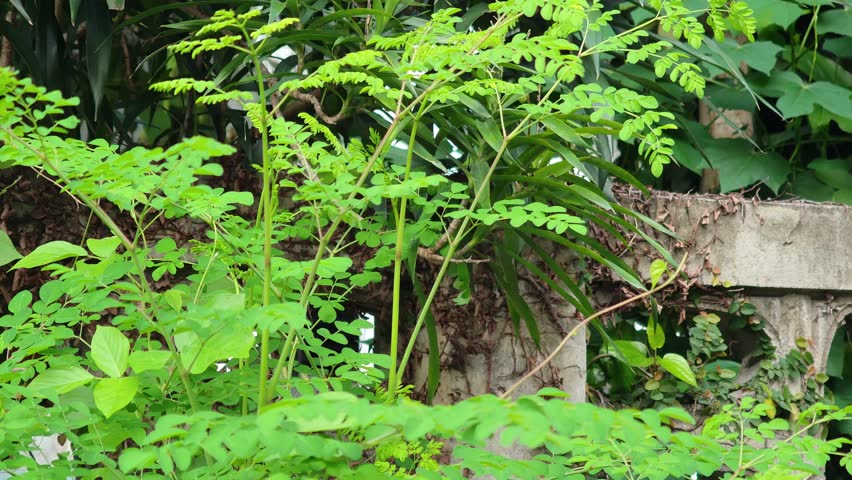 Moringa leaves on the tree