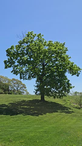 Peaceful tree and tall grass moving in the wind in an open meadow landscape.