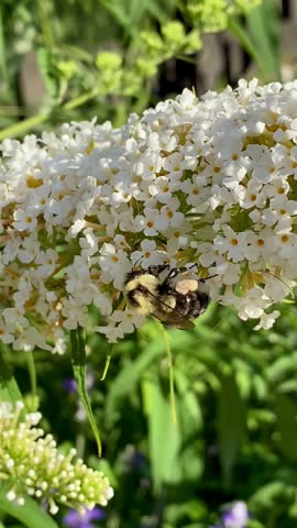 Bumblebee collecting nectar on white flowers.
