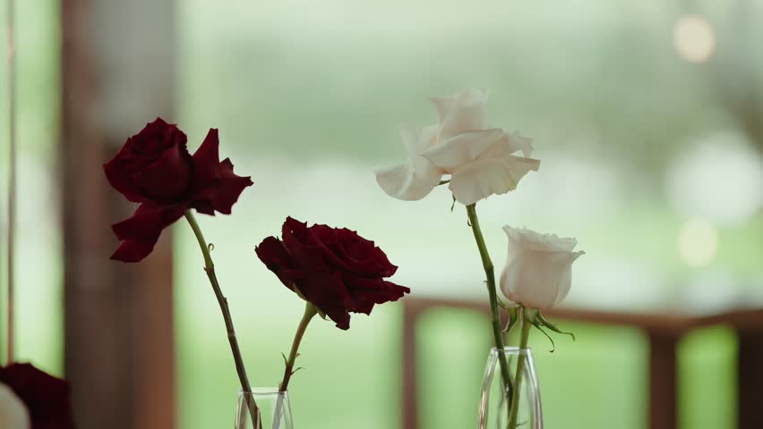 Deep Red and Ivory Roses in Slim Glass Bud Vases Against a Soft Blurred Green Window Background