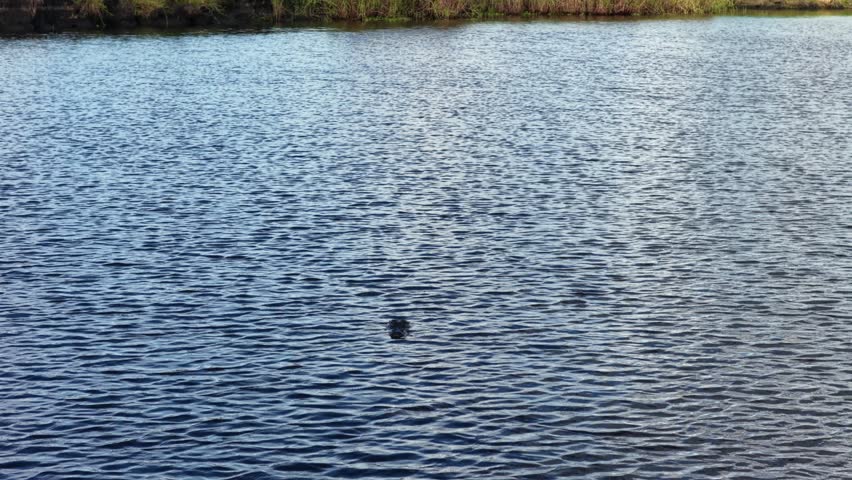 Alligator surfaces in rippling sunlit water near grassy marsh shoreline within Florida Everglades wetland, with calm water and tall reeds stretching along nearby bank. Aerial drone view.