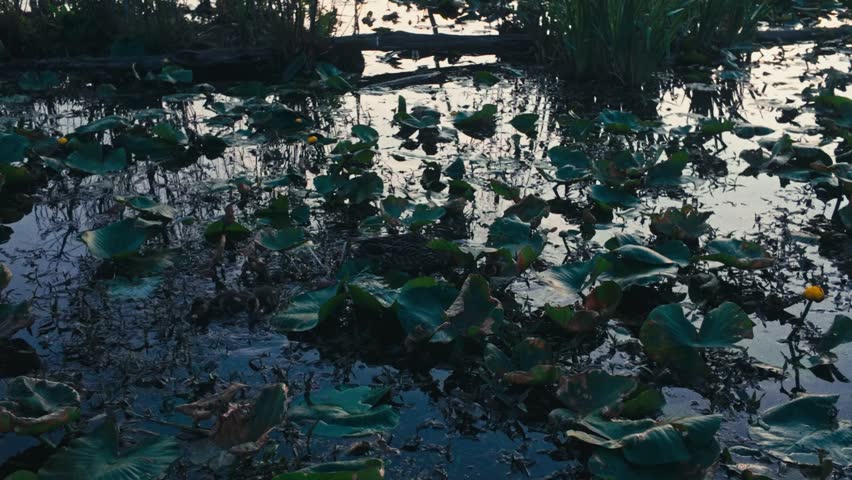 A pond with a duck and its ducklings swimming through the lily pads.
