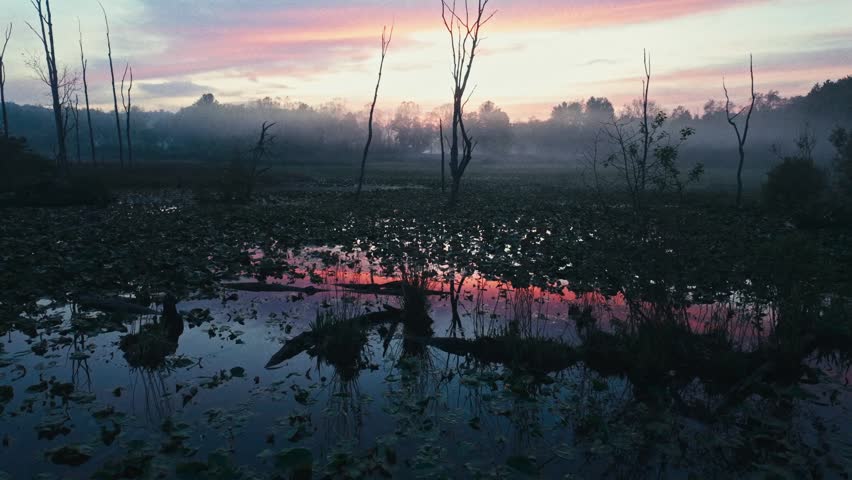 A colorful sunset on an evening marsh. A fog rolls over the trees and lily pads.