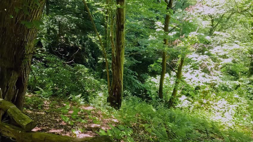 Female hiker walking in wide shot along steep forest trail in Georgia, moving past wooden railing and old trees for hiking routes, eco tourism, trail safety, woodland travel, and outdoor recreation footage