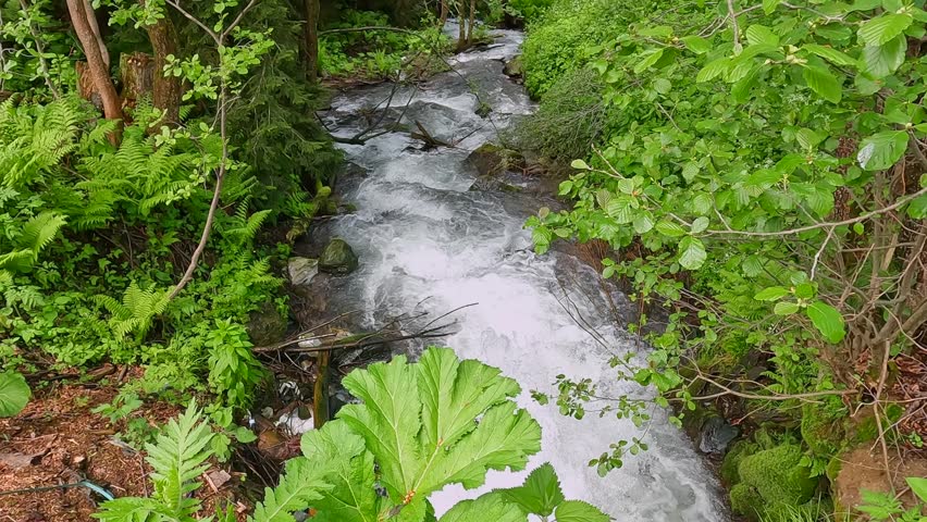 Forest stream flowing in wide shot through dense green vegetation in Georgia, showing fresh mountain runoff, woodland trail scenery, eco tourism, nature travel, hiking routes, and clean water landscape footage