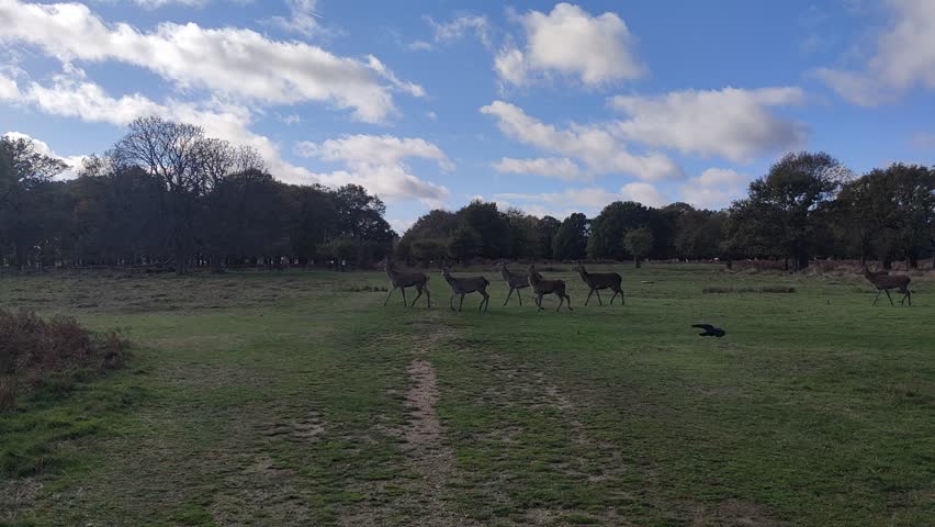 Herd of deer walking across a grassy field in a London park on a sunny day