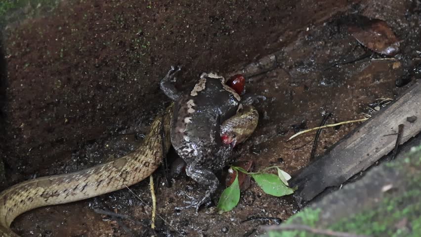 A frog and snake muddy forest floor showing damp leaf litter and textured skin. toad being constricted and eaten by snake wet forest leaf litter dramatic natural predation scene. pale snake