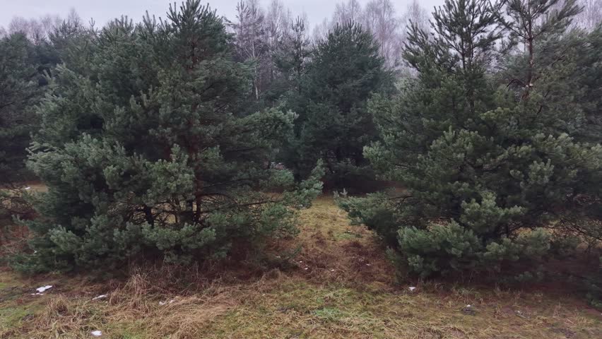 Winter landscape with pine trees and fresh snow
