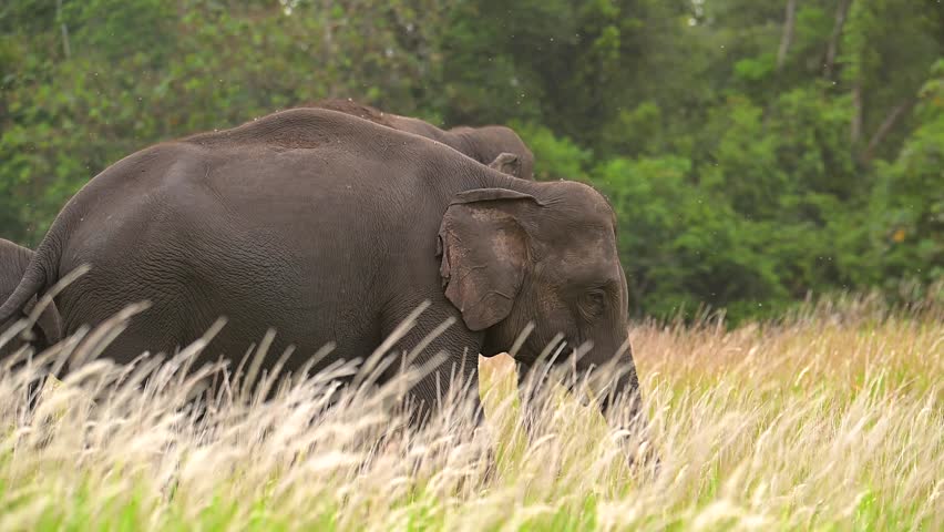 The close up, a herd of wild elephants is foraging in a grassland, the fluffy wildflowers swirling beautifully in the air.