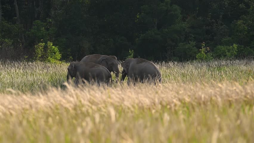 Three wild elephants are foraging at the edge of the forest, with fore ground of a grassland bathed in the beautiful evening sunlight.