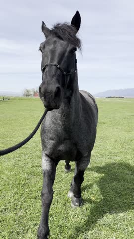 Close up of a beautiful black roan horse walking on green grass field on a ranch under blue sky