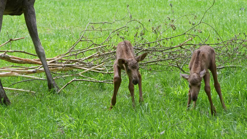 Baby of moose or elk, Alces alces is the largest extant species in the deer family. Moose are distinguished by the broad, flat, or palmate antlers of the males.