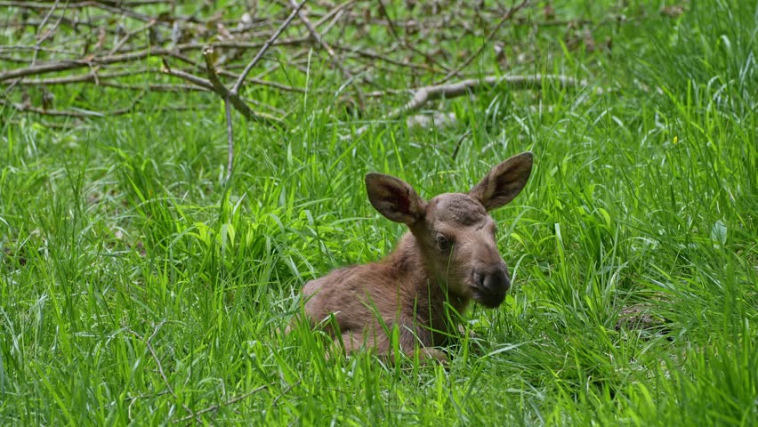 Baby of moose or elk, Alces alces is the largest extant species in the deer family. Moose are distinguished by the broad, flat, or palmate antlers of the males.