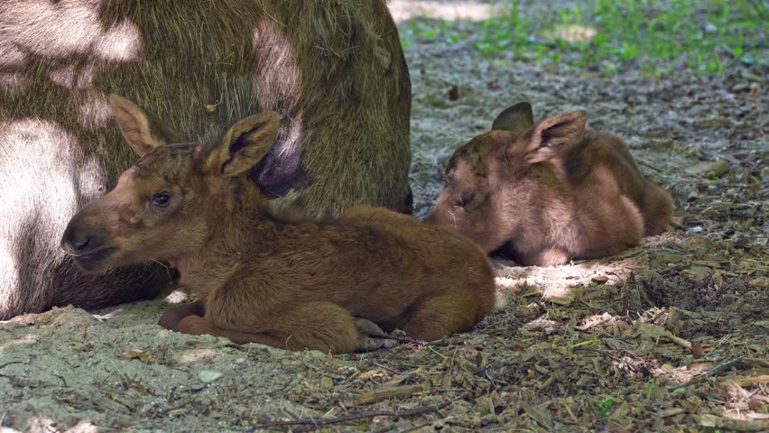 Baby of moose or elk, Alces alces is the largest extant species in the deer family. Moose are distinguished by the broad, flat, or palmate antlers of the males.
