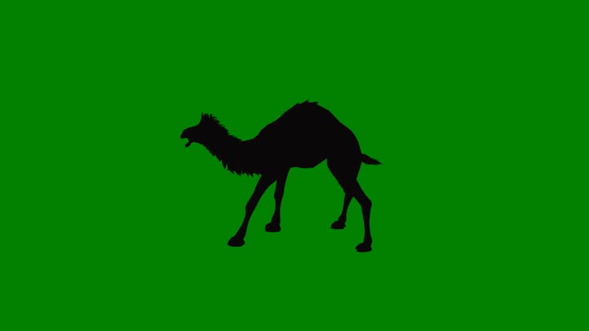A silhouette of camel on green screen and black horse running across background with cat it dog gorilla man turtle