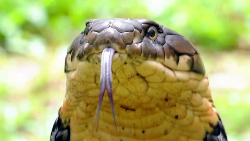 Extreme close-up of a king cobra snake flicking its long forked tongue.